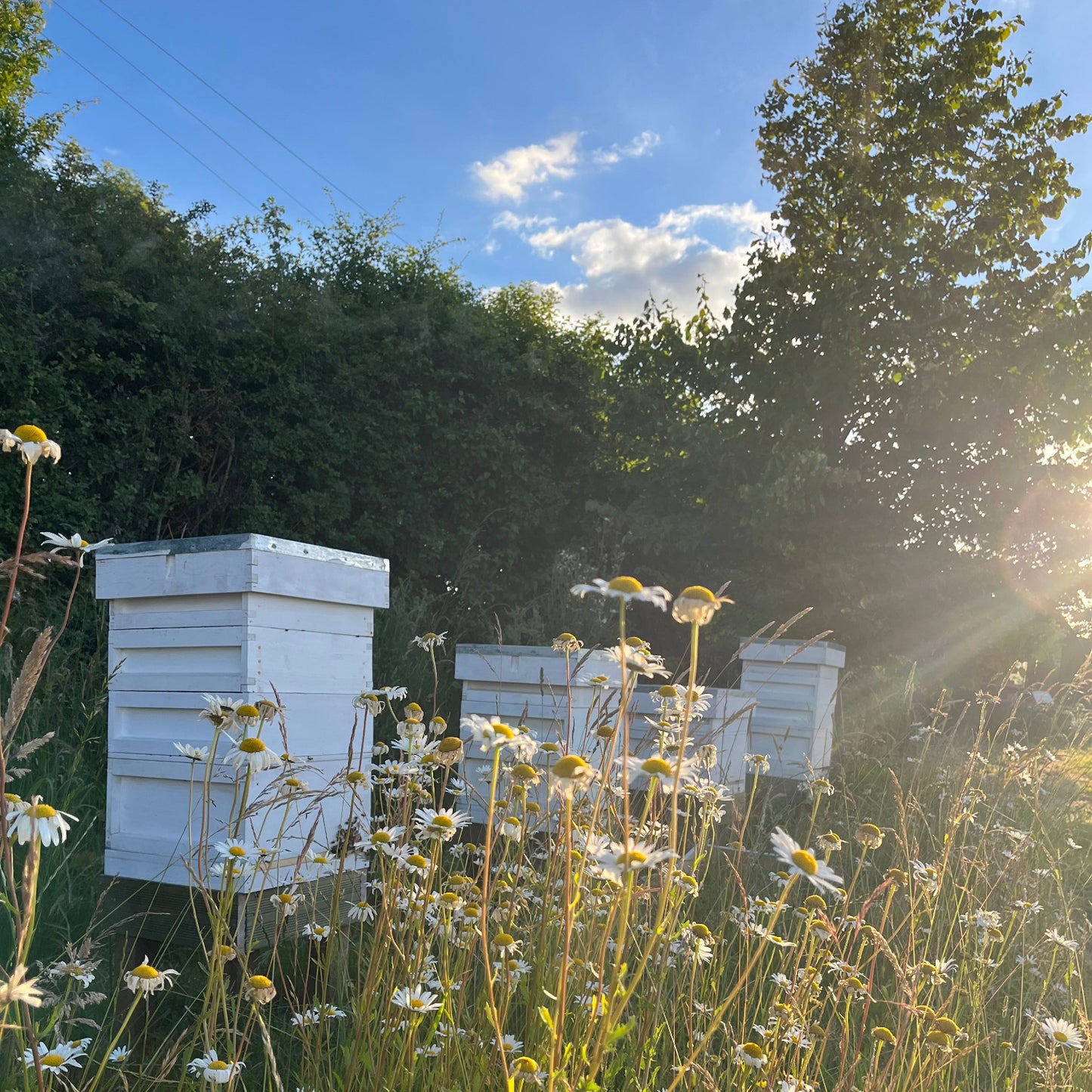Four white beehives with bees on a grassy area with wildflowers and trees in the evening sunlight.