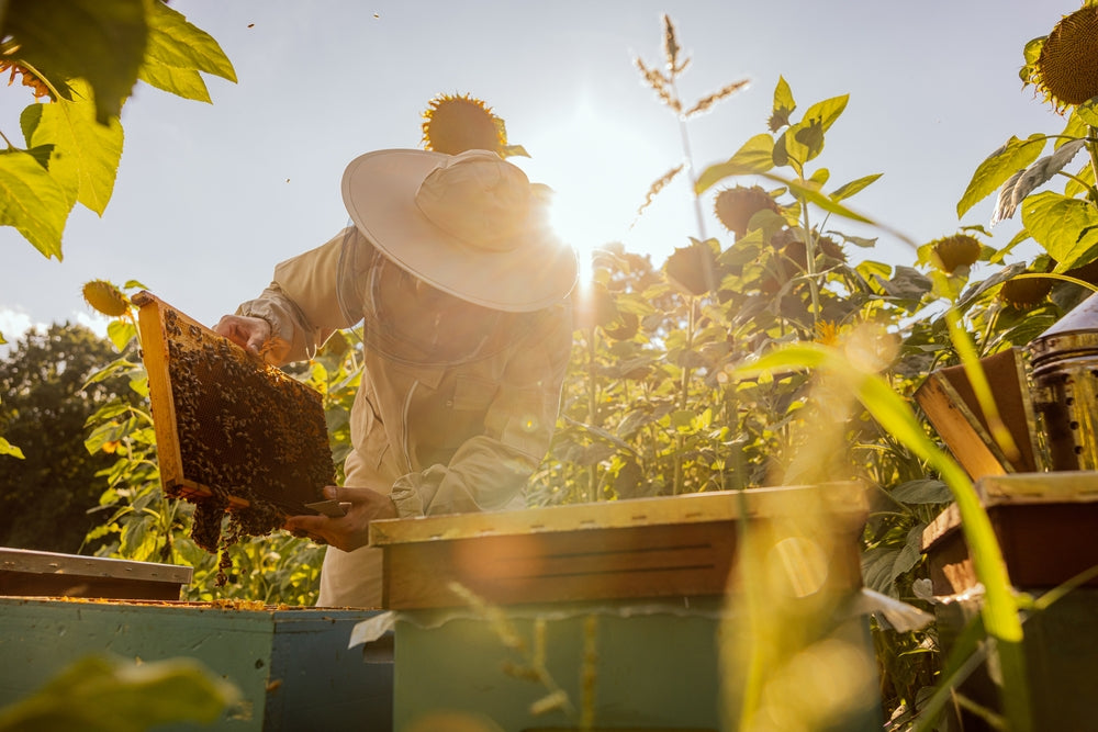 Beekeeper inspecting a beehive 
