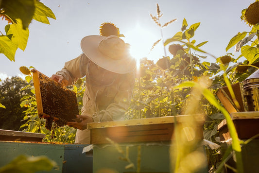 Beekeeper inspecting a beehive 