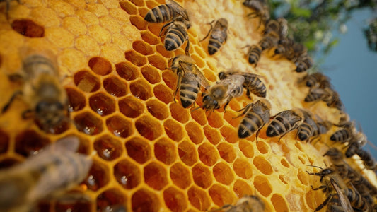 Why Every Bee in the Hive Has a Job
