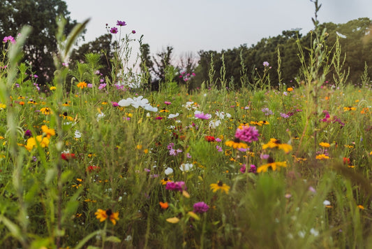 Blossom Honey vs Wildflower Honey: What’s the Difference?