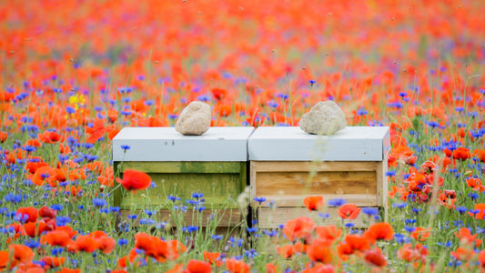 Beehives in Summer flower meadow 