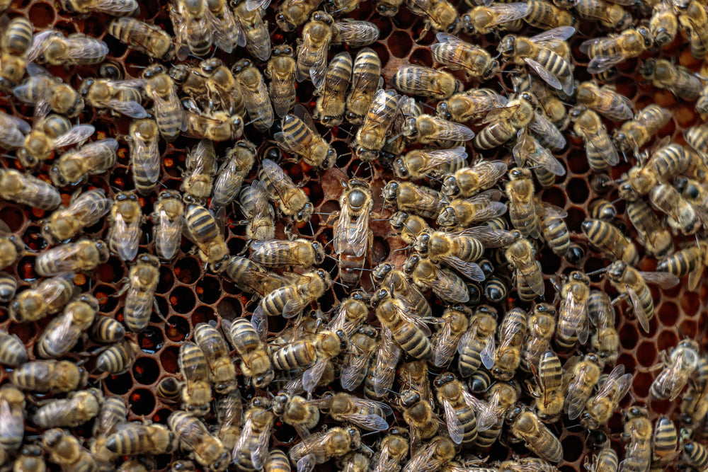 What Does the Queen Bee Actually Do?