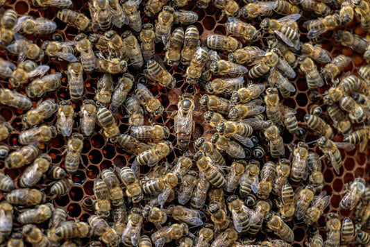 What Does the Queen Bee Actually Do?