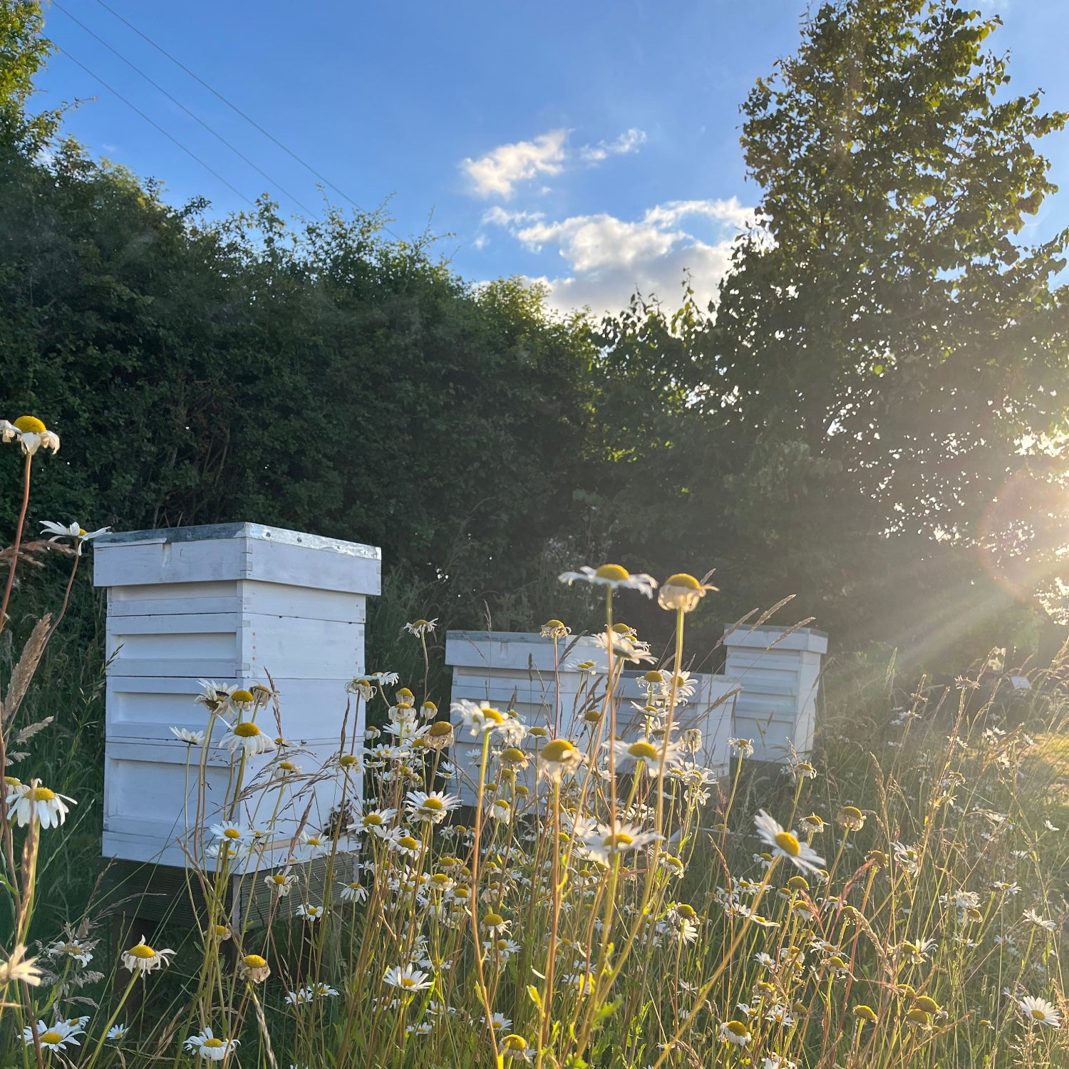 Four white beehives with bees on a grassy area with wildflowers and trees in the evening sunlight.