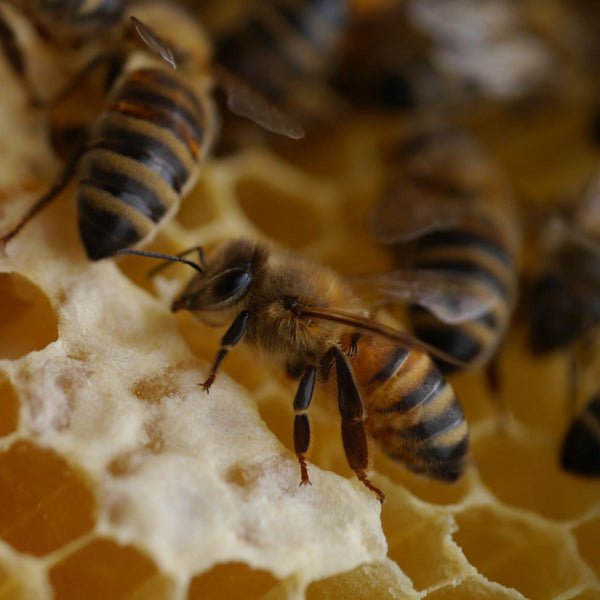 Close-up of bees on honeycomb