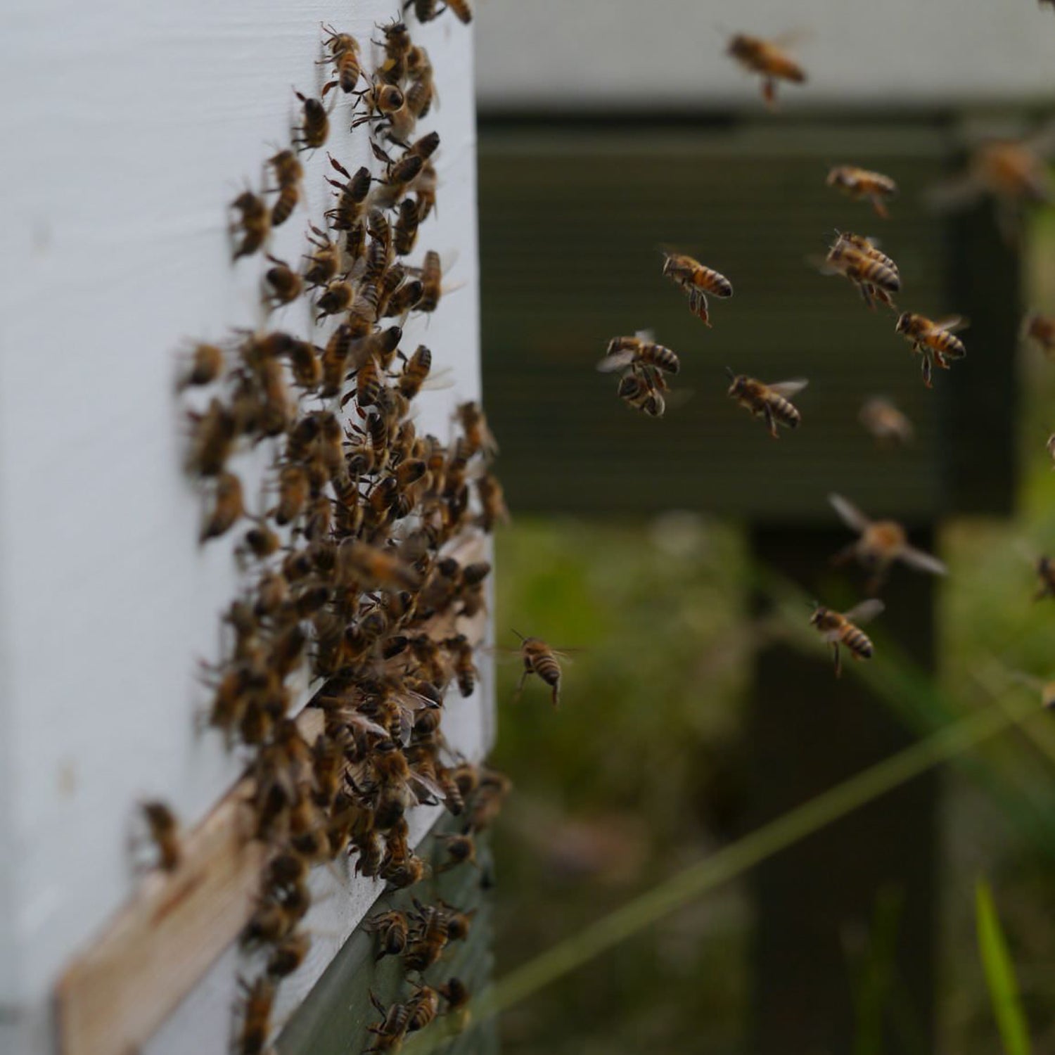 Bees flying into a beehive entrance with grass and another hive in the background