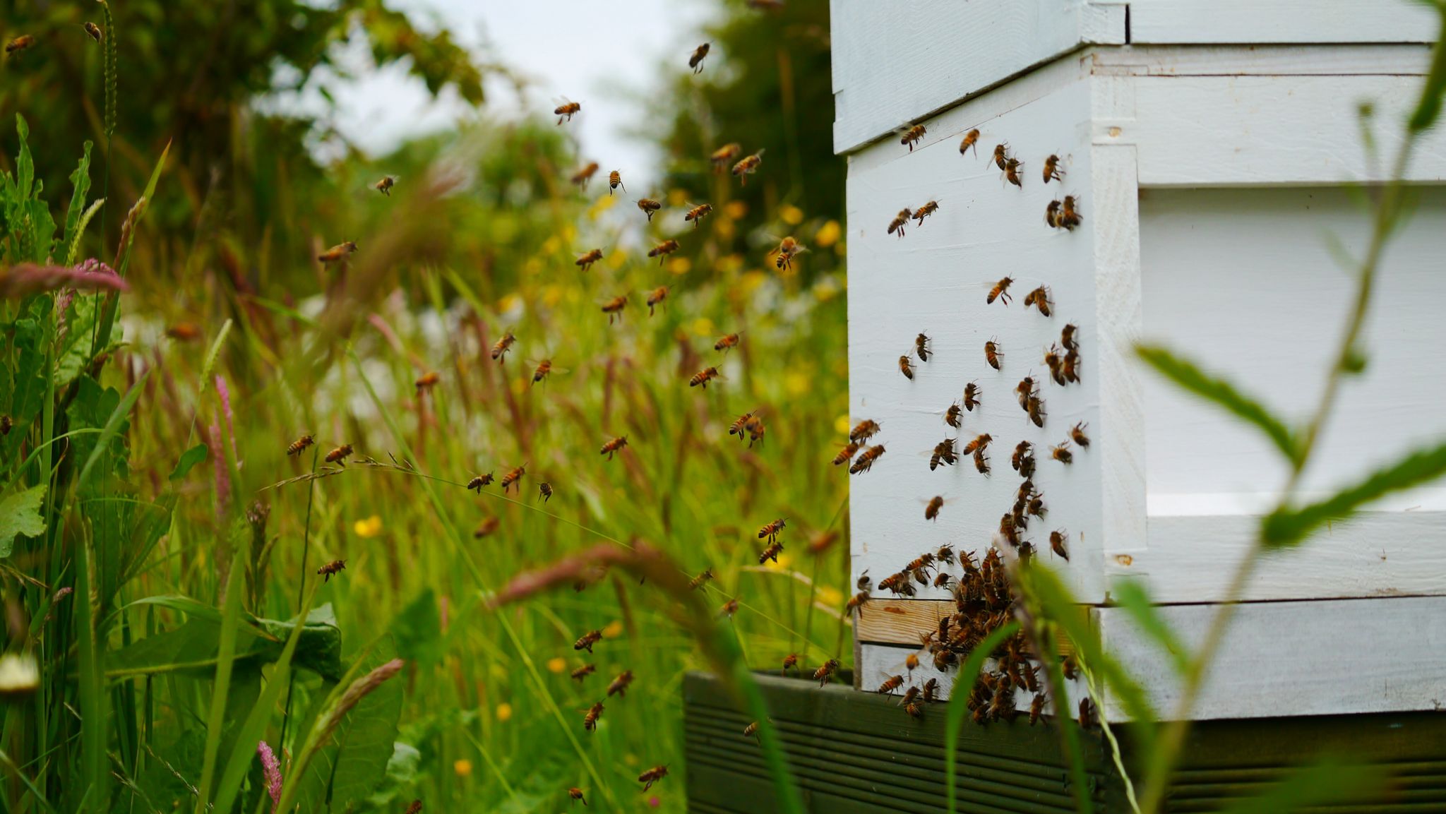 Lots of honeybees are flying towards and into the entrance of a white, painted beehive with a background of long grass and flowers